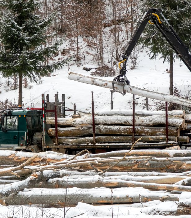 truck-collecting-sawn-trees-winter-pine-forest-wood