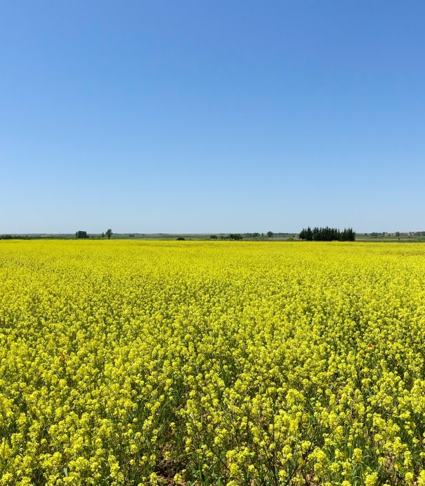 champ de canola