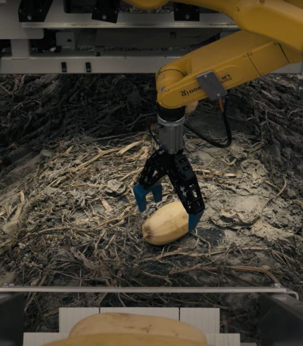 recolte courge spaghetti 3
